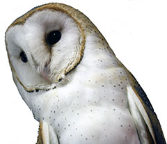 hoo