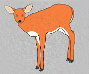 Deer